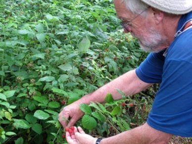 Walking in France: A patch of wild raspberries