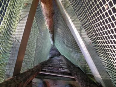 Walking in France: Looking down the ladder of the tree-house