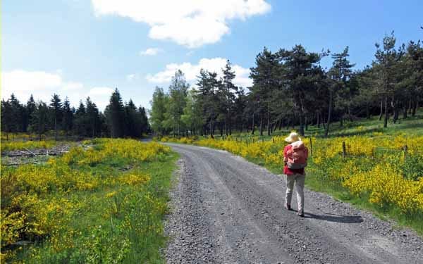 Walking in France: Passing through brilliant fields of gorse