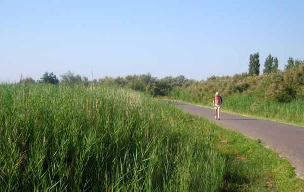 Walking in France: Reeds, reeds and more reeds