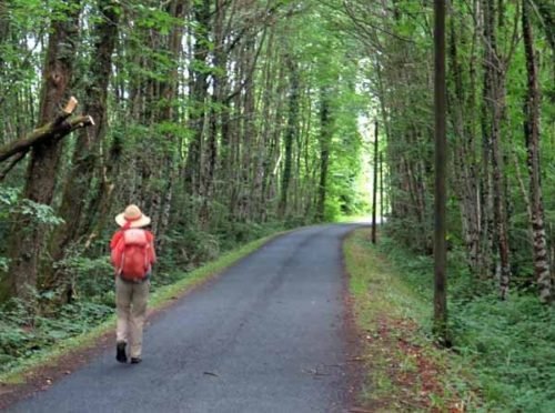 Walking in France: In the forest