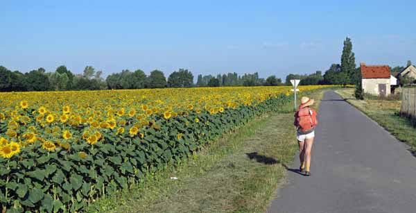 Walking in France: Sunflowers