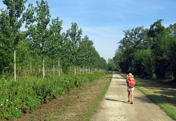 Walking in France: Still on the Roman road, passing a plantation of young poplars near Chinon