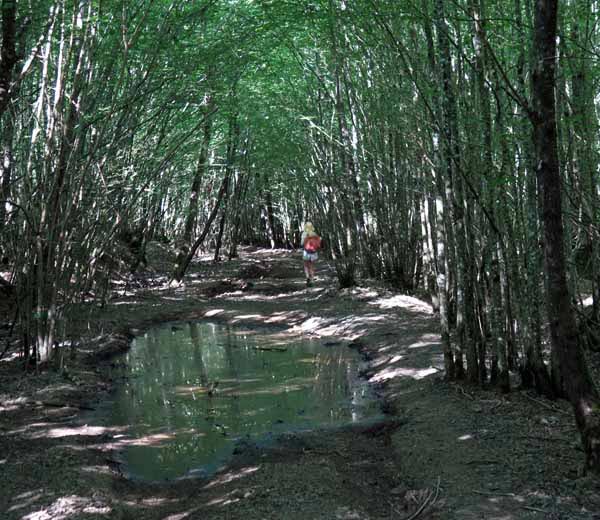 Walking in France: Deeper in the Puisaye forest