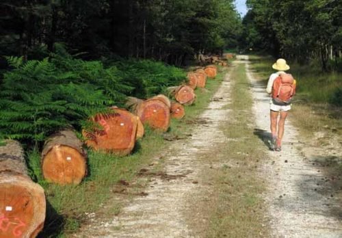 Walking in France: On a forestry road