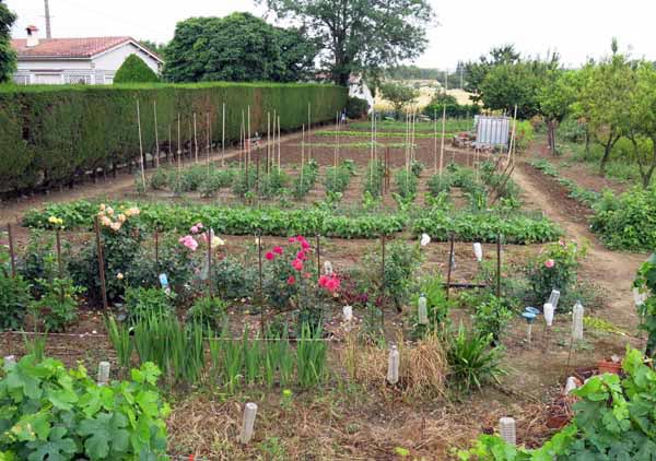 Walking in France: A well tended vegetable patch in Alzonne