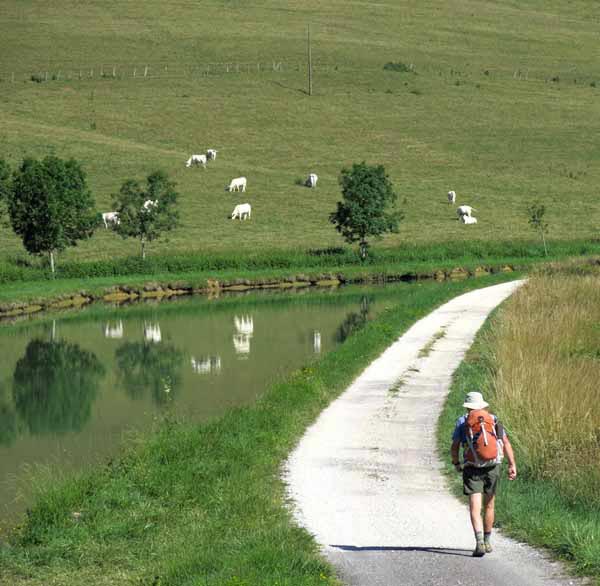Walking in France: Charolais cattle