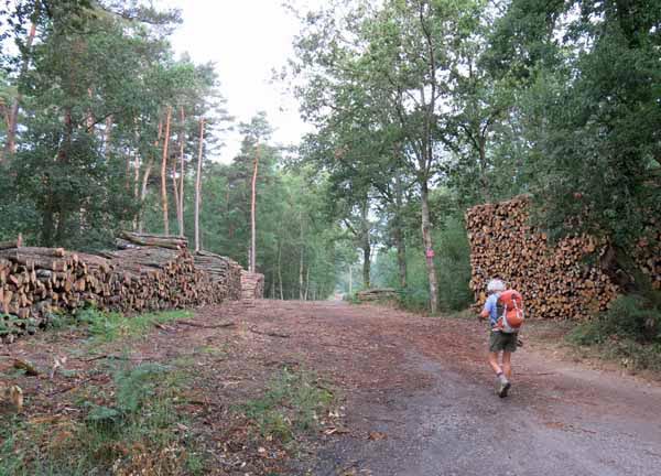 Walking in France: Lots of wood
