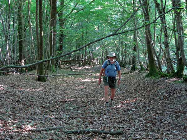 Walking in France: Deep in the forest