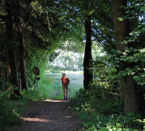 Walking in France: Emerging from the forest