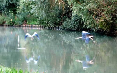 Walking in France: A pair of herons 