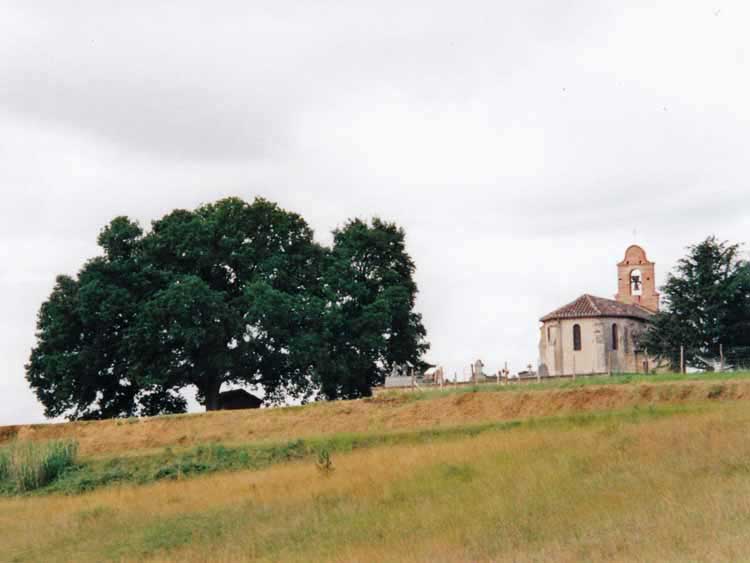 Walking in France: Ancient oak tree at Saint-Michel
