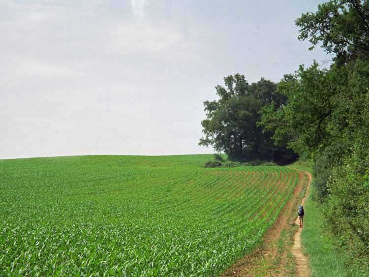 Walking in France: A hillside of young corn