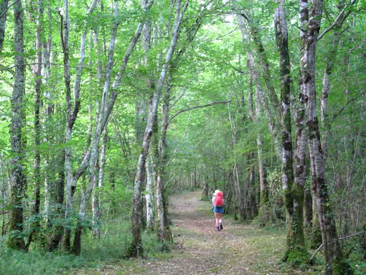 Walking in France: After leaving les Eyzies, a walk through a beautiful birch forest