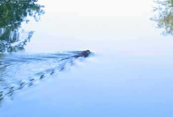 Walking in France: An otter swimming away