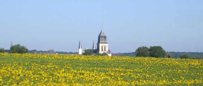 Walking in France: Our first glimpse of the Abbey of Fontevraud across a field of sunflowers