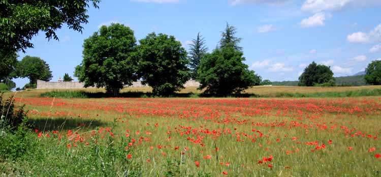 Walking in France: Poppies and pines in the Luberon