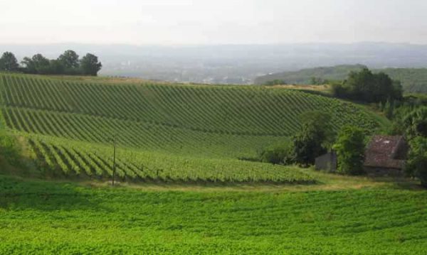 Walking in France: Gaillic vineyards with Gaillac in the distance