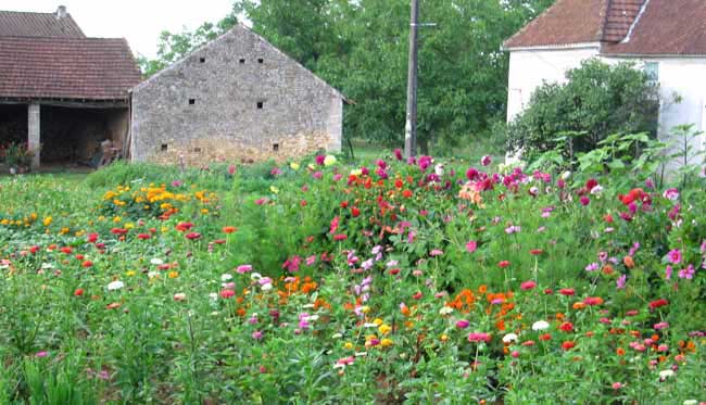 Walking in France: Cottage flower garden
