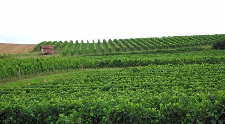 Walking in France: Vines near Saint-Méard-de-Gurçon