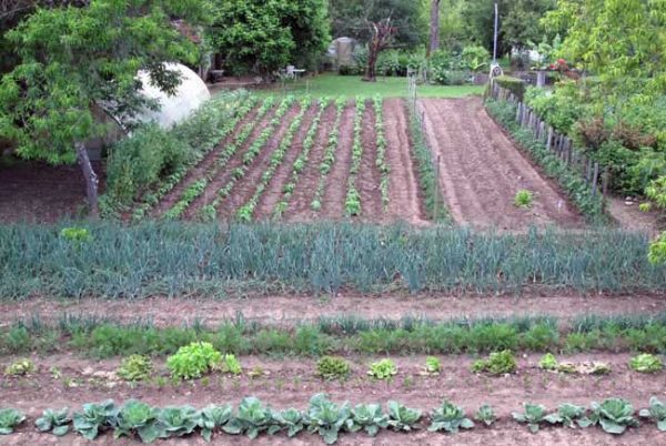 Walking in France: One of the vegetable gardens near the camping ground