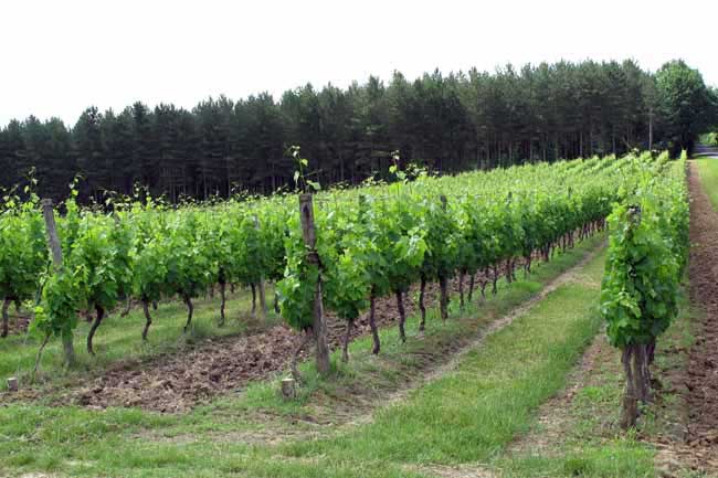 Walking in France: Vineyards near Bergerac