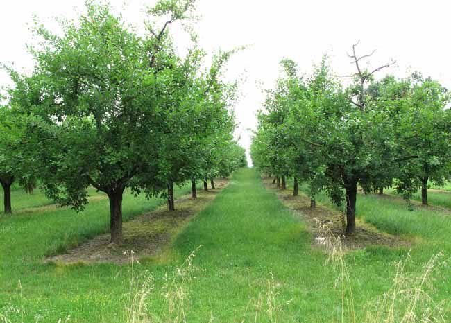 Walking in France: Prune orchard near Cancon