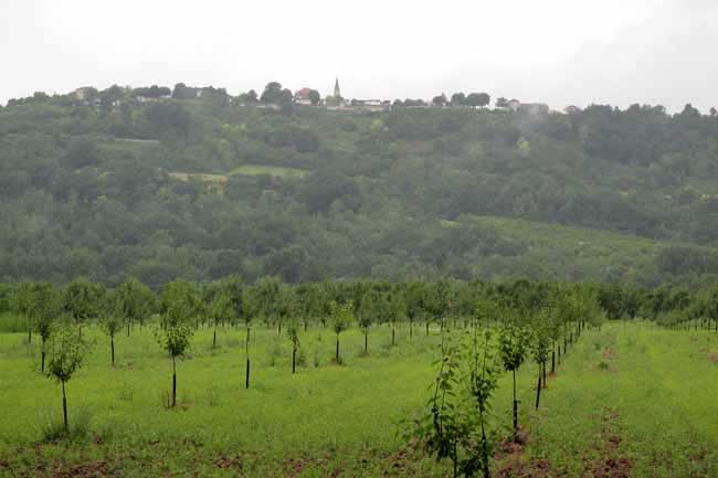 Walking in France: Looking across prune orchards to Laparade