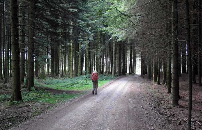 Walking in France: Deep in the pine forest