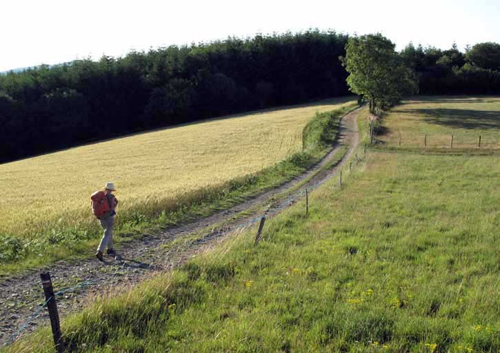 Walking in France: Striding past fields of ripe wheat