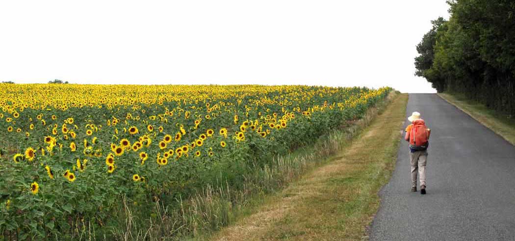 Walking in France: Off the GR, but a beautiful scene of sunflowers near Vallenay