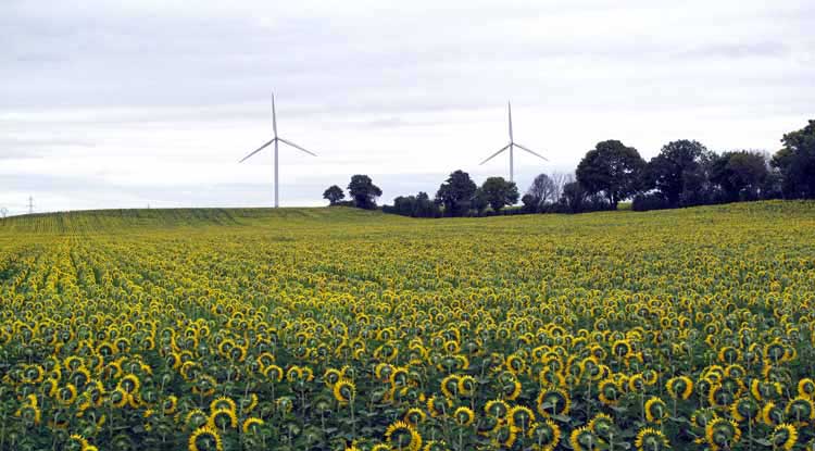 Walking in France: Sunflowers and wind turbines on the way to Mehun-sur-Yèvre