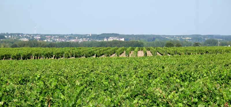 Walking in France: More vines with the château of Saint-Aignan in the distance