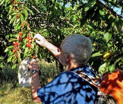 Walking in France: Some welcome cherries