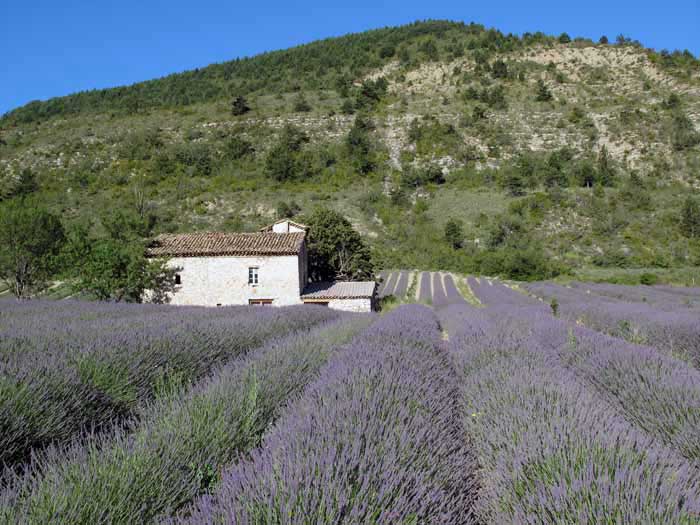 Walking in France: Passing a lavender farm