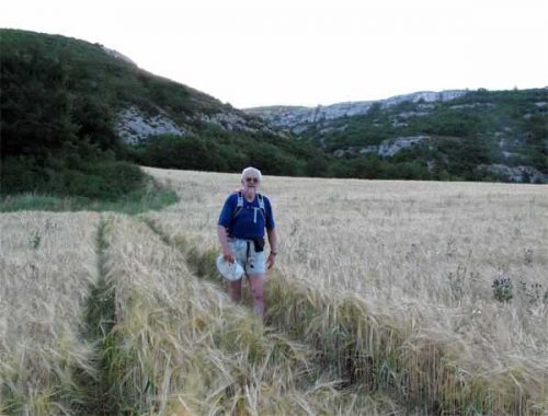 Walking in France: Cutting through a field of petit épautre