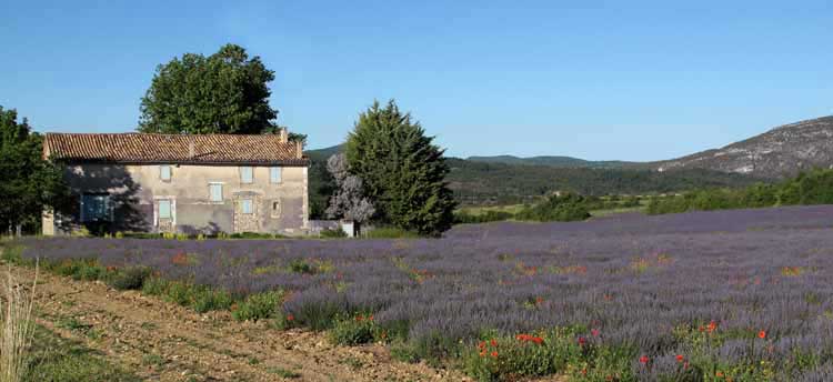 Walking in France: Passing a lavender farm...