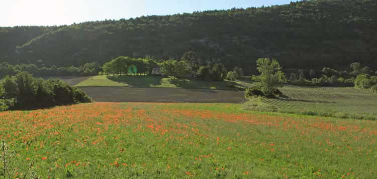 Walking in France: ....and a field of wild poppies