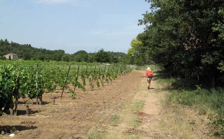 Walking in France: Passing a vineyard on the GR653D