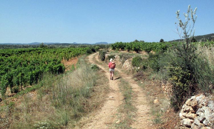Walking in France: Passing a vineyard with the mountains of the Languedoc in the far distance