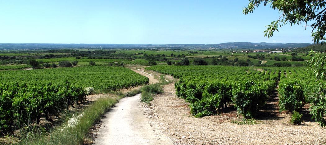Walking in France: Vineyards below Arboras