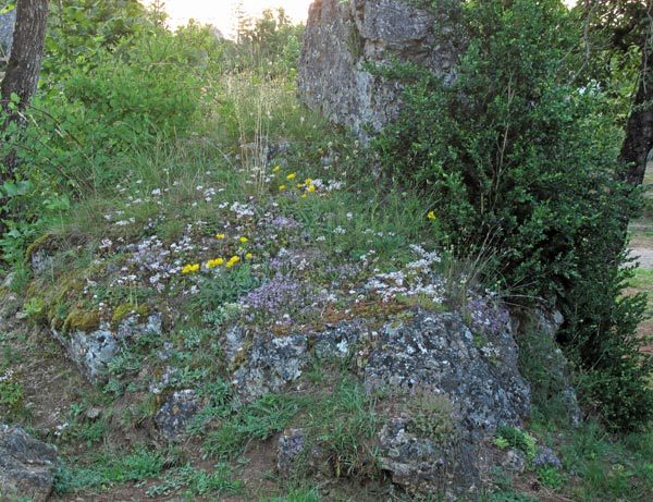 Walking in France: A rocky outcrop covered with wildflowers next to our tent