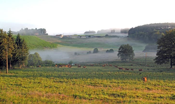 Walking in France: Morning mist in the fields