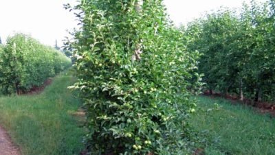 Walking in France: And apples