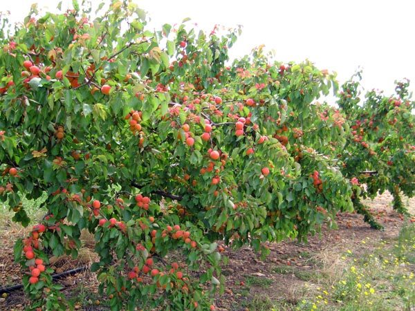 Walking in France: Ripe apricots