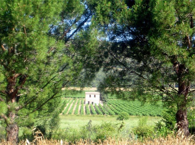 Walking in France: Passing a vineyard