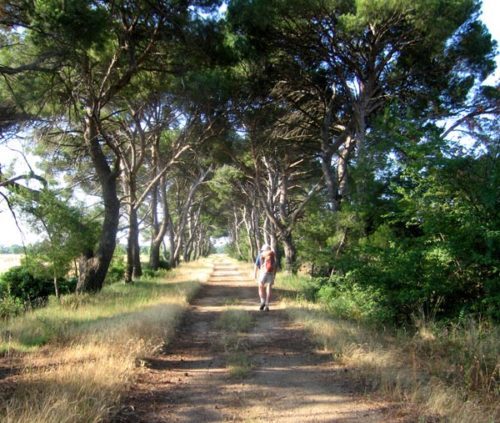 Walking in France: Avenue of Mediterranean pines near the Domaine de la Jourdane