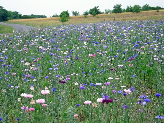Walking in France: Field of flowers near Châtillon