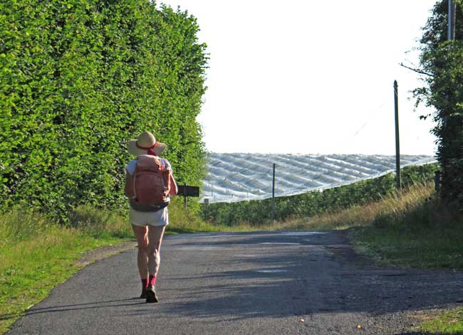 Walking in France: Netted orchards