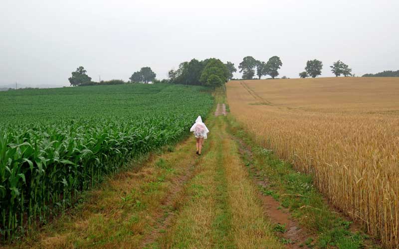 Walking in France: Sodden crops and walker